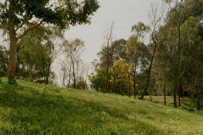 Grassy fields with trees